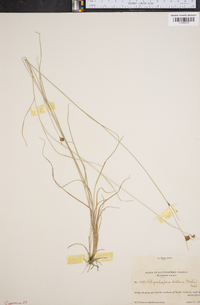 Rhynchospora distans image