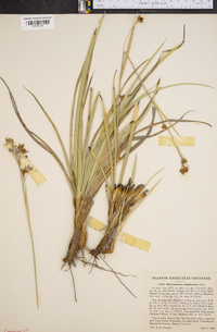 Rhynchospora dodecandra image