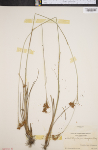 Rhynchospora torreyana image