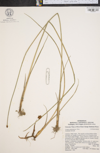 Schoenoplectus americanus image