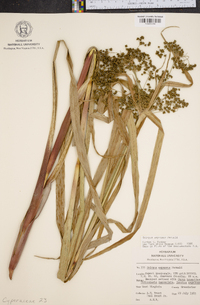 Scirpus expansus image