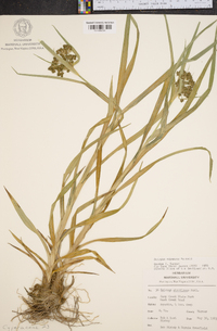 Scirpus expansus image