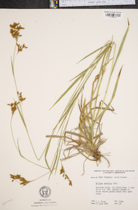 Scirpus pendulus image