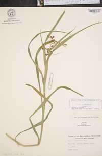 Scirpus polyphyllus image