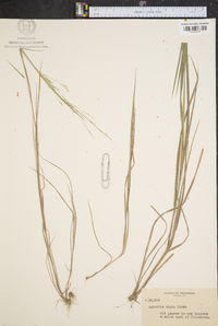 Agrostis elata image