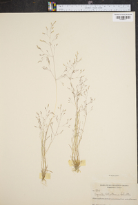 Agrostis elliottiana image