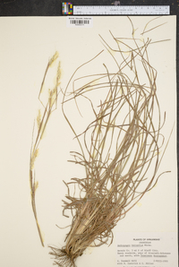 Andropogon ternarius image