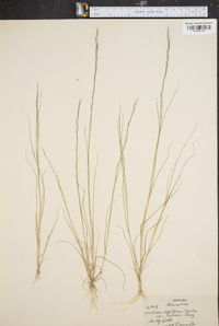 Aristida dichotoma image