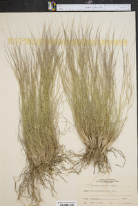 Aristida purpurea var. longiseta image