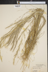 Aristida purpurascens image