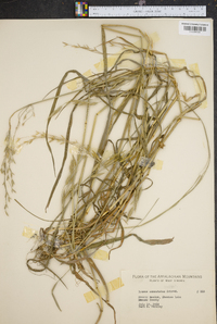 Bromus commutatus image