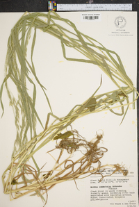 Bromus commutatus image