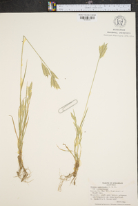 Bromus catharticus image