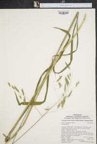 Bromus pubescens image