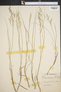 Calamagrostis cainii image