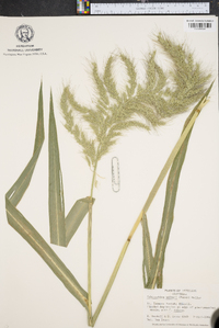 Echinochloa walteri image