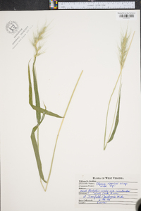 Elymus riparius image