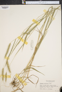 Elymus villosus image