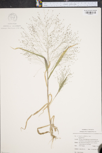 Eragrostis capillaris image