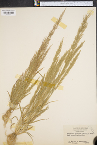 Eragrostis japonica image