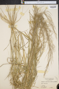 Eragrostis japonica image