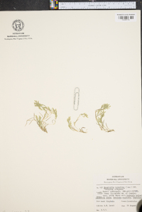 Eragrostis hypnoides image