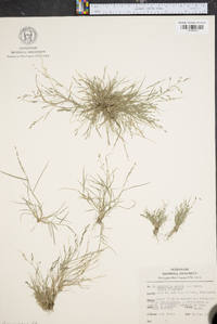 Eragrostis pilosa image