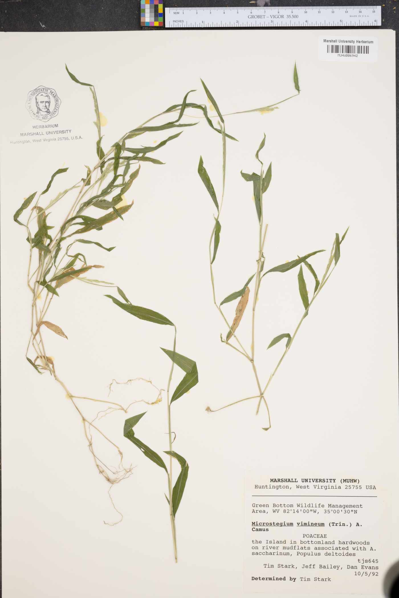 Eulalia viminea image