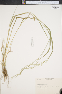 Festuca obtusa image