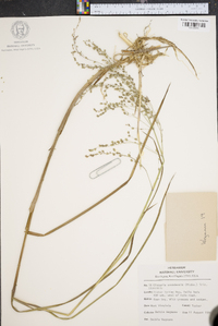 Glyceria canadensis image