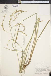 Glyceria canadensis image