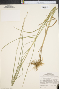 Glyceria melicaria image