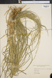 Glyceria melicaria image