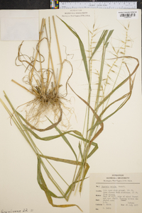 Elymus hystrix image