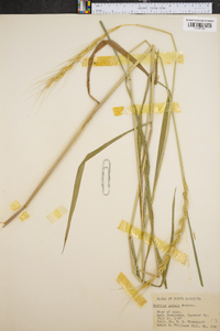 Elymus hystrix image