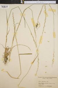 Lolium perenne subsp. multiflorum image