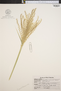 Miscanthus sinensis image