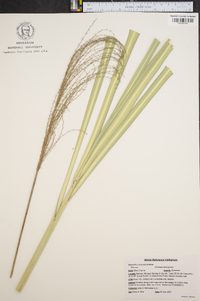 Miscanthus sinensis image