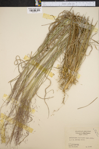 Muhlenbergia capillaris image