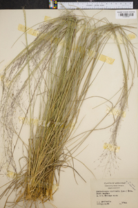 Muhlenbergia capillaris image