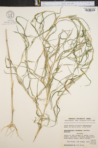 Muhlenbergia frondosa image