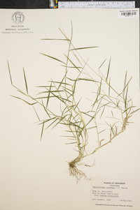 Muhlenbergia schreberi image