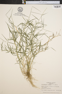 Muhlenbergia schreberi image