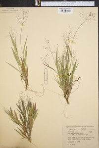 Panicum ciliatum image