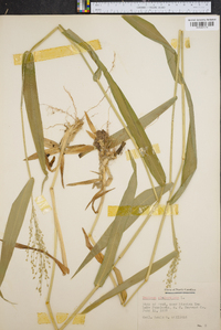 Panicum clandestinum image