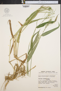 Panicum clandestinum image