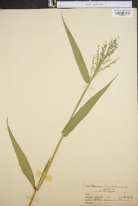 Panicum clandestinum image