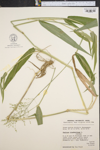 Panicum clandestinum image