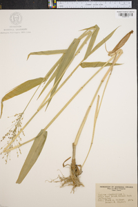 Panicum clandestinum image