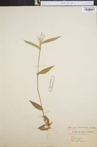 Panicum commutatum image